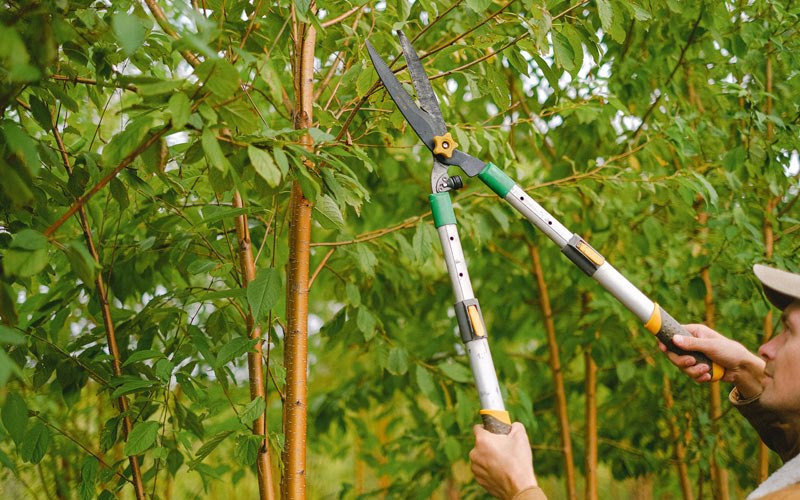Tree trimming in Hurdle Mills, NC