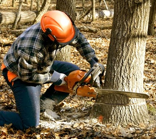 Tree Removal in Hurdle Mills, NC